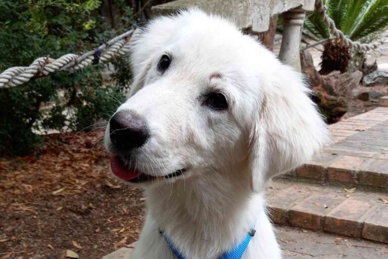 A soli cinque mesi, Lucky è scampato alla morte dopo essere stato abbandonato in un sacco. Ora è salvo e pronto per una nuova vita.