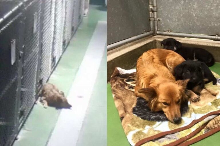 Nel 2016 Maggie lasciò il suo box per confortare due cuccioli orfani. Oggi, uno di quei piccoli è tornato a trovarla, e la scena ha commosso tutti.