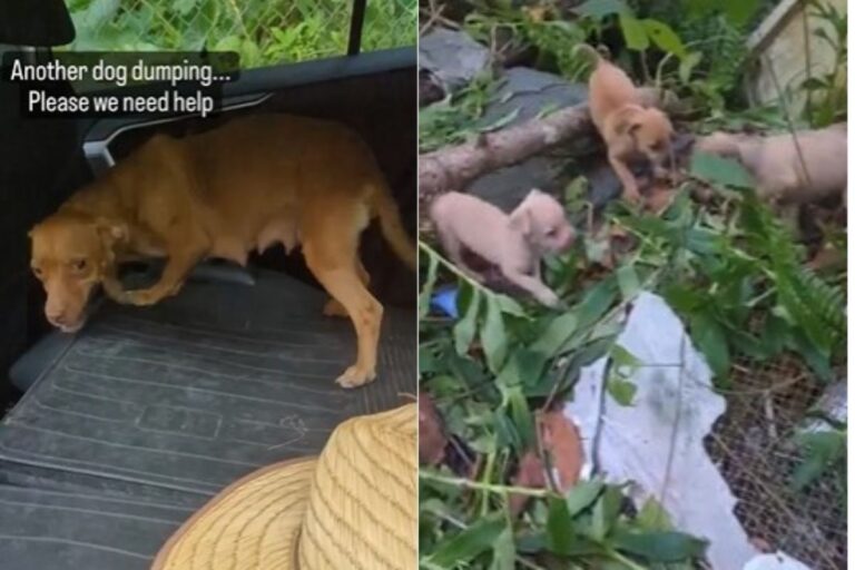 Ashley Boggs ha salvato una mamma coraggiosa e i suoi sei cuccioli abbandonati in un bosco. Un legame speciale nato sul ciglio della strada.