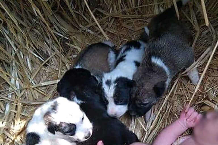 A Mungeli, in India, una neonata è sopravvissuta grazie all’istinto protettivo di una mamma cane che l’ha accolta tra i suoi cuccioli, tenendola al caldo per tutta la notte.