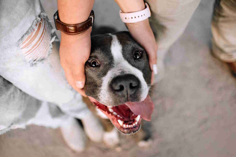 Dal rischio di soppressione alla rinascita emotiva: in Brasile la storia di Jorge e del suo cane Tigrão commuove il Paese. Due vite spezzate, ricostruite insieme.