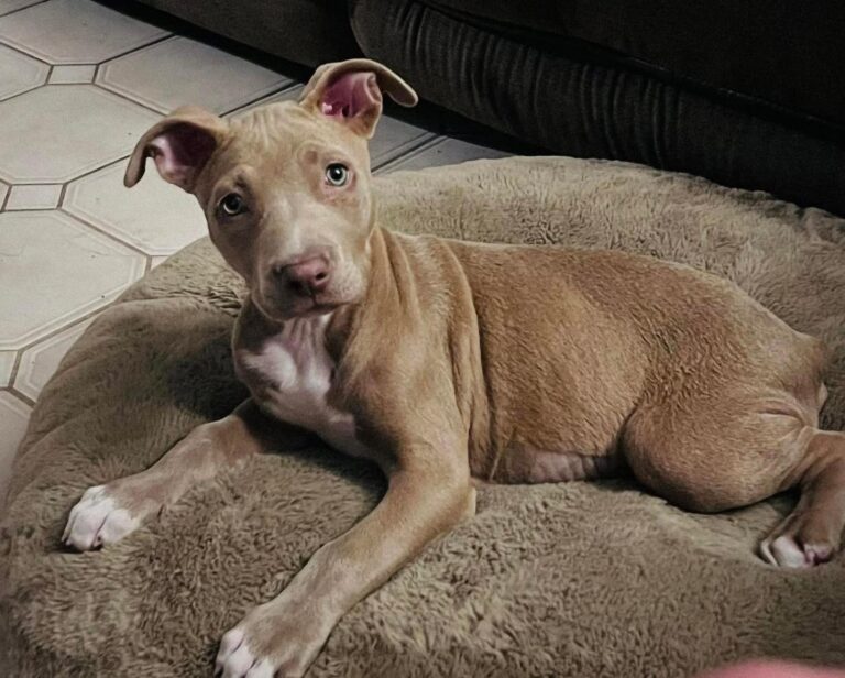 Aaron, pitbull di sei anni, è morto dopo essere stato ritrovato denutrito e con lo stomaco pieno di rifiuti. Denunciato il responsabile.