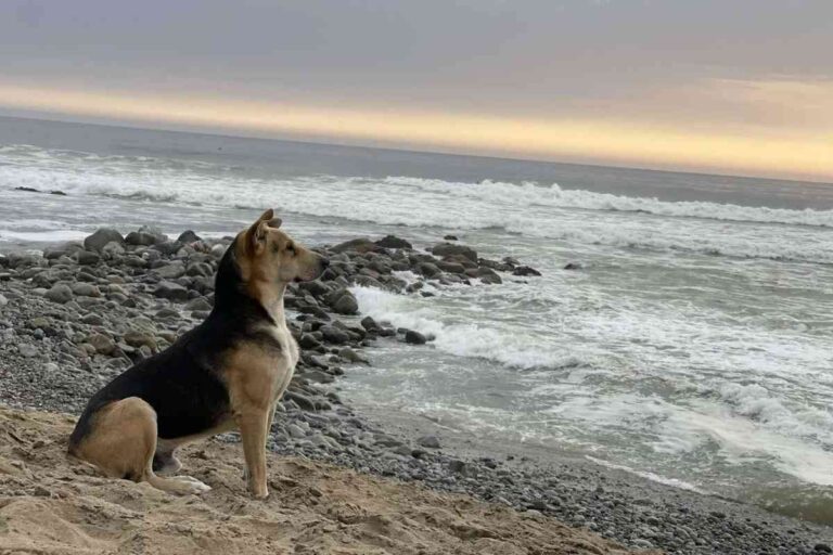 Ogni giorno si reca sulla spiaggia per attendere l’amico scomparso tra le onde. La comunità lo accoglie, ma lui resta fedele a un’assenza.