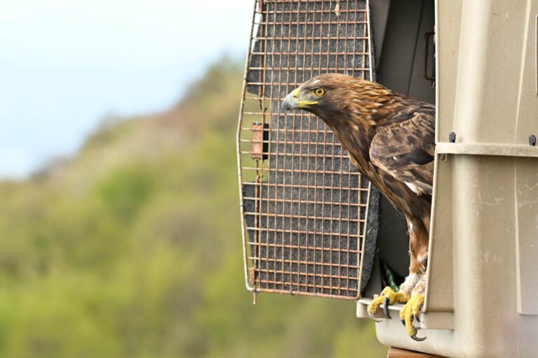 Ritrovata ferita a San Nazario, l’aquila è stata curata con dedizione ed è tornata in libertà tra le montagne del Vicentino il 18 aprile.