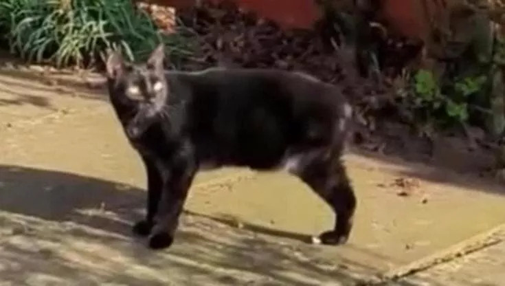 Colpito da un convoglio, il gatto Hector ha percorso 250 metri per tornare a casa. Sopravvissuto contro ogni previsione, oggi ha una nuova vita.