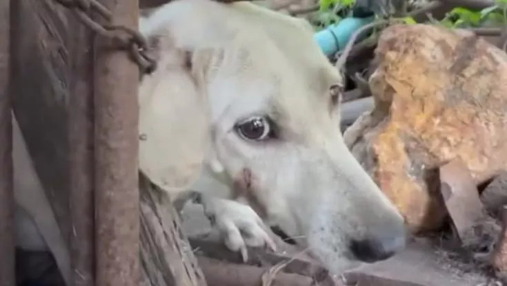 Per anni legata tra i rifiuti, la cagnolina Bianca è rinata grazie al salvataggio in Thailandia e a una nuova famiglia che l’ha adottata negli Stati Uniti.