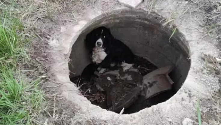 Durante un intervento su un’auto in fiamme, i vigili del fuoco scoprono per caso una cagnolina intrappolata sotto terra. La famiglia l’aveva persa oltre un mese fa.