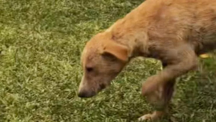 Durante le nozze di due veterinarie, un cane abbandonato arriva dalla foresta: è malato, affamato, ma ha scelto il giorno giusto e le persone giuste.