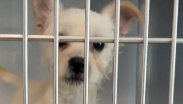 Salvato in California mentre veniva maltrattato in strada, il cucciolo di 2,3 chili è diventato simbolo di speranza. Centinaia le richieste di adozione.