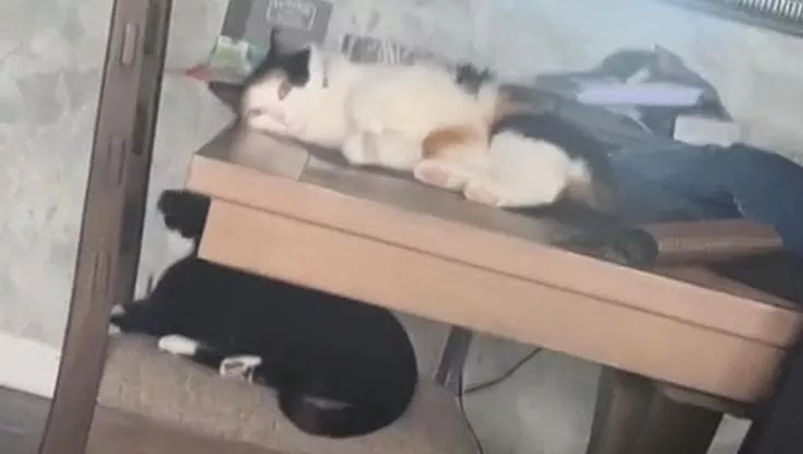 Un video virale mostra la dolce tenacia di una giovane gatta che, pur rifiutata da anni, continua a cercare la compagnia di una micia anziana e scontrosa.