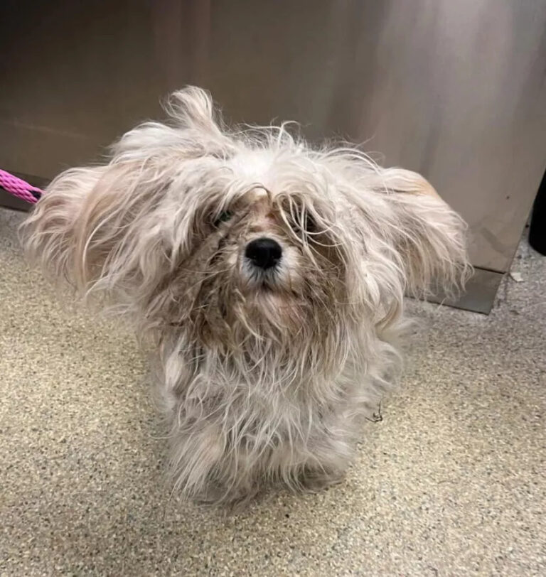 Un uomo sente un lamento fuori casa, trova un cane abbandonato tra i rifiuti. Ora Mopley è rinato e cerca amore.