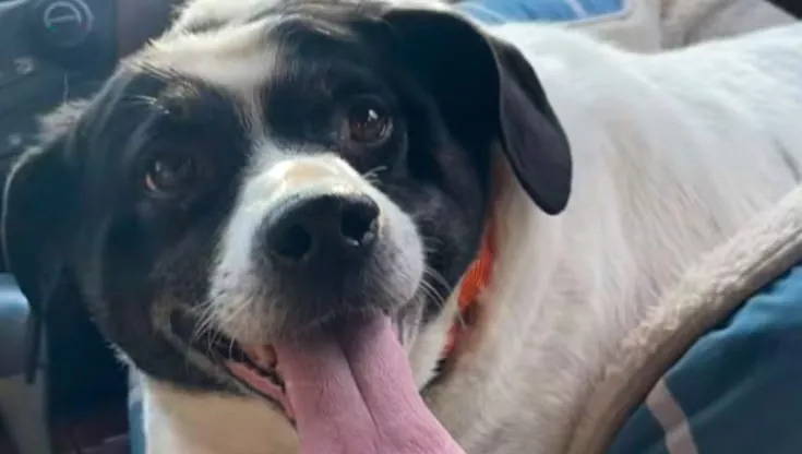 Patches, da “maialino panciuto” , obesa e malata, a cagnolina rinata: la trasformazione che ha commosso il web