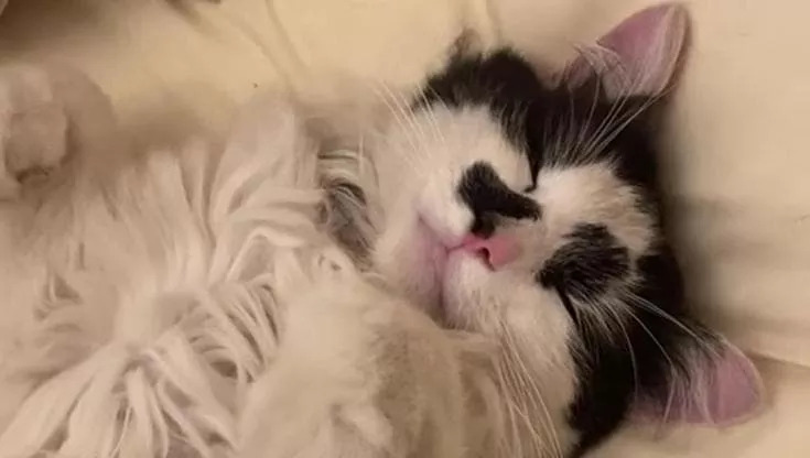 Dopo la perdita di due gatti amati, una donna di Blackpool si ritrova a fare i conti con un dolore profondo. Fino all’arrivo inaspettato di un micio “estraneo”, che ha scelto di starle accanto.