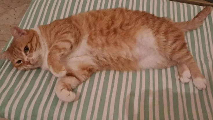 Segregato perché Fiv positivo, Ermes attende una casa. Sta bene, ha solo bisogno di affetto. Può viaggiare in tutto il Centro-Nord Italia.