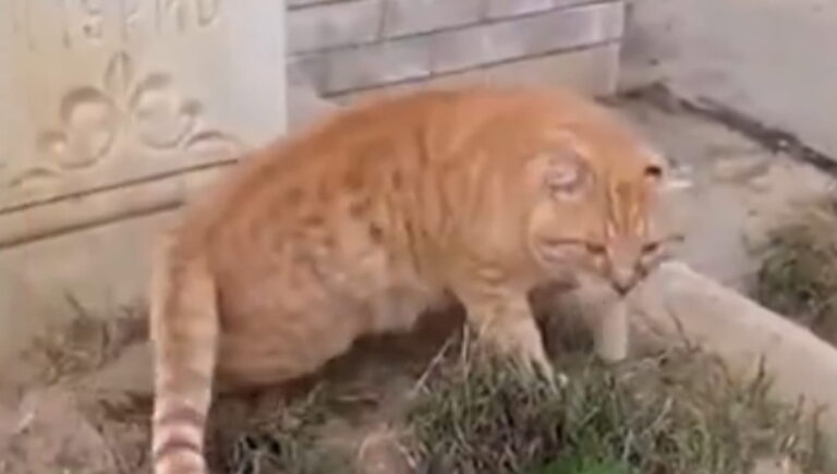 Il gatto dal manto arancione ha vegliato per anni la sepoltura del suo amato umano. Ora è ricoverato, ma presto avrà una nuova casa.