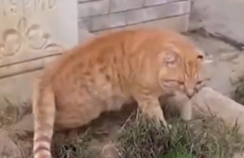 Il gatto dal manto arancione ha vegliato per anni la sepoltura del suo amato umano. Ora è ricoverato, ma presto avrà una nuova casa.