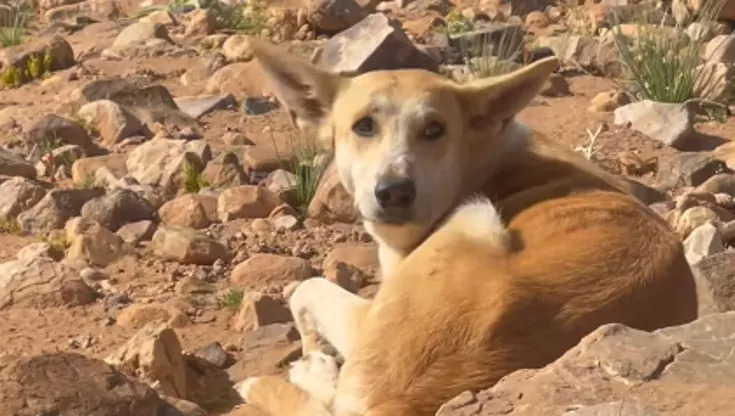 Hara ha seguito Emily per 95 km nel deserto: oggi vive con lei, per sempre