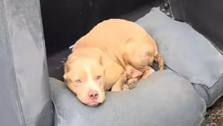 Sfruttata per la riproduzione e gettata via, una Pit Bull di due anni trova una nuova vita grazie al coraggio e all’amore di una donna.