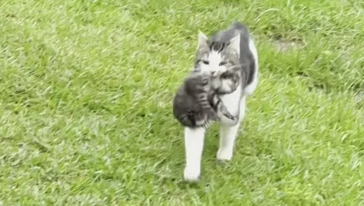 Senza cibo né riparo, ha attraversato più volte un giardino per affidare i suoi quattro gattini a una donna. Una storia di fiducia, coraggio e maternità.