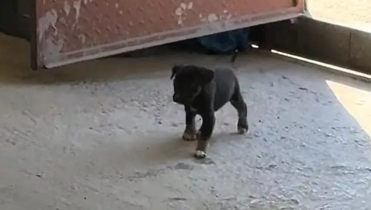 Entrata per caso in un’officina, Depi ha guidato i soccorritori verso la madre e i suoi dieci fratellini. Un gesto di coraggio che ha cambiato molte vite.