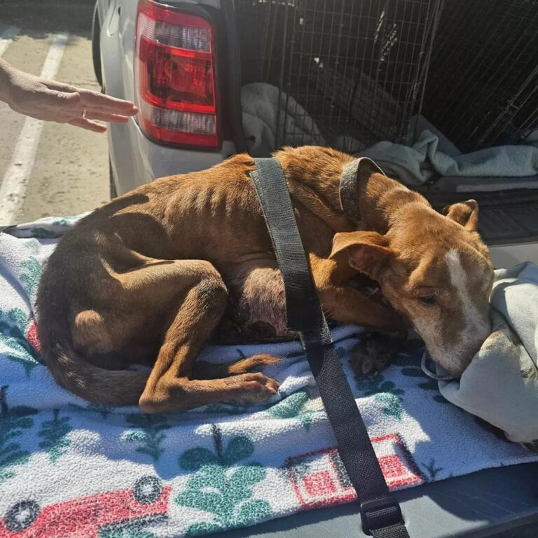 Trovata incatenata e in fin di vita a Warren, Ohio, la cagnolina è morta dopo pochi giorni. Ma ha conosciuto, almeno una volta, la dolcezza.