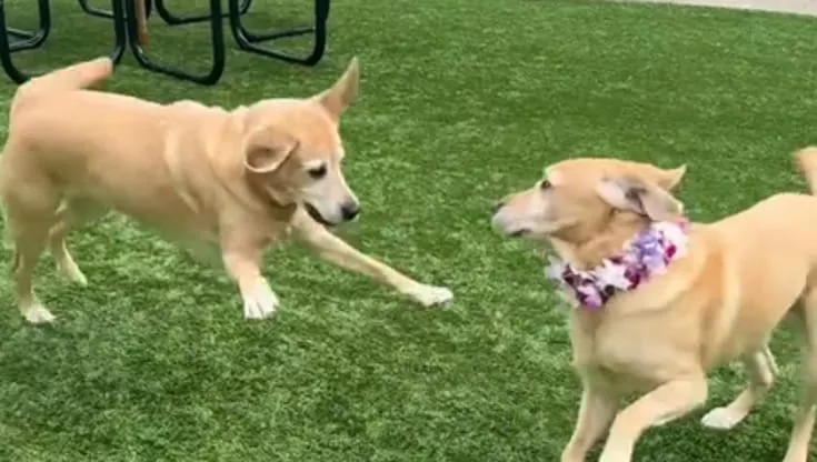 Separati da cuccioli e addestrati a ignorare gli altri cani, Maple e Mikey si sono riabbracciati con una gioia che ha commosso il web.