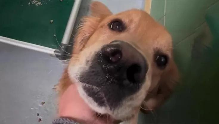 Tim e Victoria hanno aspettato tre anni per il cane giusto. Quando hanno visto Shadow, maltrattato e lasciato al gelo, hanno capito che era lui.