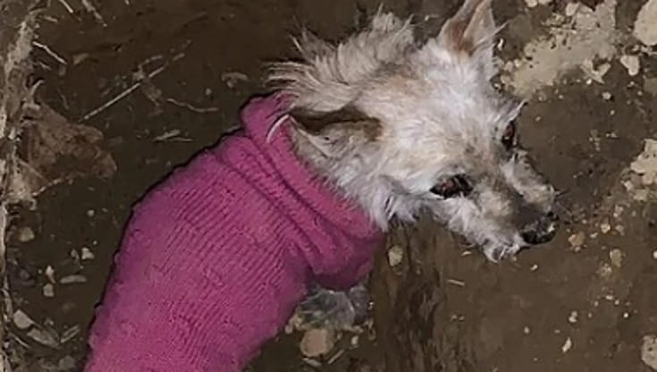 Seppelliscono il cane, ma accade l’incredibile ma sulla tomba un cucciolo appare dal nulla