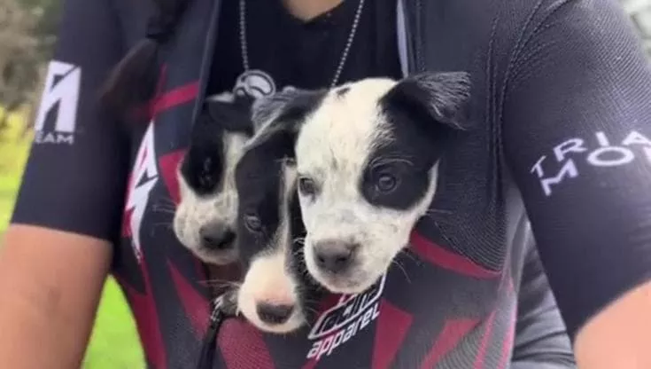 Pedalano sotto la pioggia con sei cuccioli nelle magliette: un salvataggio commovente