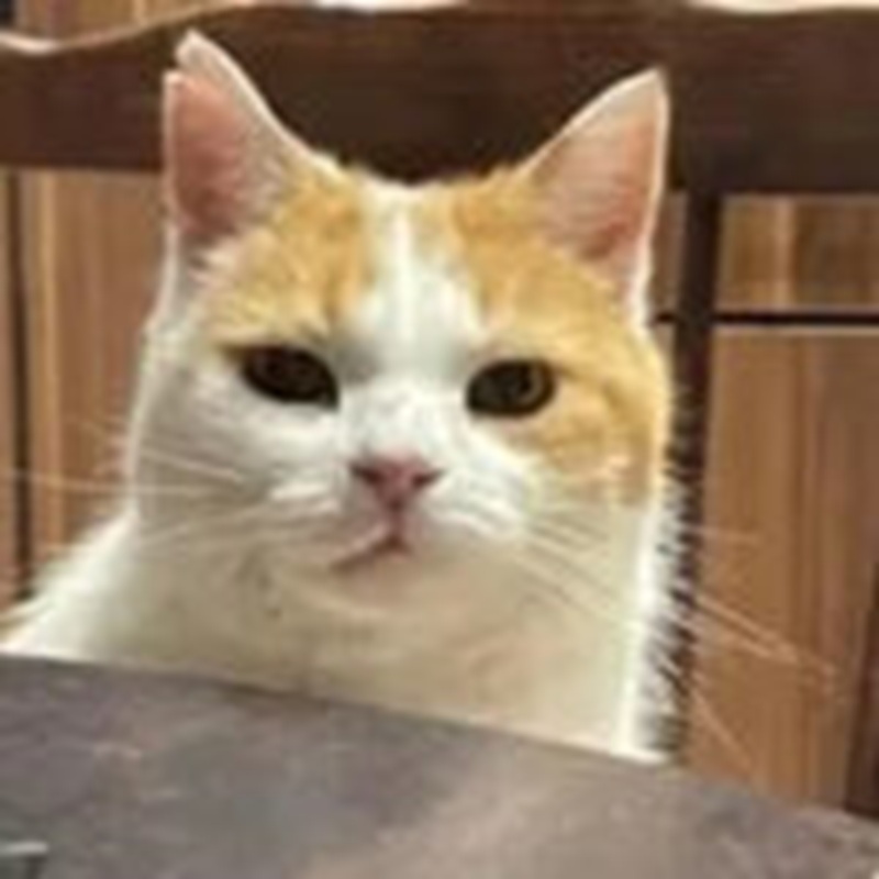 Bob, il gatto esploratore: scoperto dalla sua umana nella finestra di una casa sconosciuta