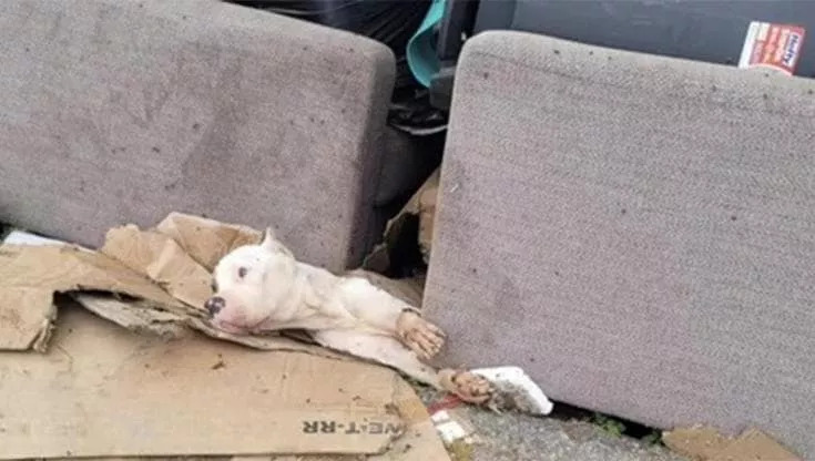 Il miracolo di Jericho: il cane abbandonato sotto un divano in una discarica, rinasce nel “Corridoio della Crudeltà”