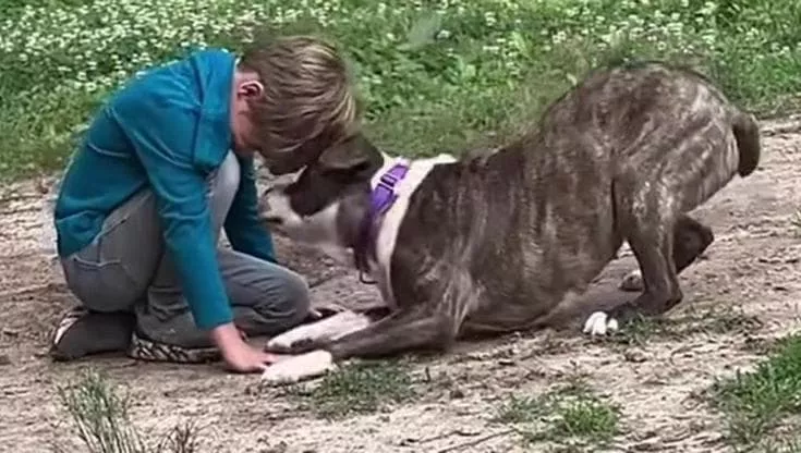 Era destinata a morire alle 12 in punto del 16 maggio. Abbandonata, impaurita e con poche speranze, Maya si trovava in fondo alla lista dei "cani adottabili" che in alcuni canili statunitensi rappresenta una condanna a morte per un cane. Ma un messaggio arrivato in extremis ha cambiato tutto. Oggi, quel quattrozampe che non si fidava più di nessuno corre felice accanto a un bambino. E piange, di gioia. Che cosa sapere prima di adottare un cane: la regola del 3-3-3, che cosa significa e come funziona di Fulvio Cerutti 28 Maggio 2025 Che cosa sapere prima di adottare un cane: la regola del 3-3-3, che cosa significa e come funziona Un destino segnato "Maya è entrata originariamente nel rifugio tramite il controllo animali. Era un cane randagio che ha dovuto essere sedato per essere catturato solo perché continuava a scappare, non perché fosse aggressiva" ha raccontato Stephanie Melton, presidente della Jasper's Legacy Inc, un'organizzazione di salvataggio con base in South Carolina. Il rifugio pubblico dove si trovava, il Greenville County Animal Care, è sommerso da oltre 400 nuovi arrivi al mese. Nonostante gli sforzi, lo spazio scarseggia e i cani che non trovano casa velocemente vengono inseriti nella lista per l'eutanasia. “Maya non è stata amata da qualcuno per molto tempo e non aveva assolutamente motivo di fidarsi o di mostrare affetto verso gli esseri umani” ha spiegato Melton. LEZIONE 7 Adozione di un cane, ecco quali oggetti servono al nuovo arrivato di La Zampa Academy Cani 19 Maggio 2025 Adozione di un cane, ecco quali oggetti servono al nuovo arrivato Una seconda possibilità all'ultimo minuto Classificata come “comportamento problematico”, Maya non poteva essere adottata dal pubblico se non da qualcuno disposto a comprendere e lavorare con le sue esigenze comportamentali. Era ufficialmente “non desiderata”. Ma Stephanie non si è arresa. “Mi sono innamorata di Maya solo guardando la sua foto nel rifugio, ma avevo bisogno di un affidatario disponibile per poterla salvare” ha detto. Alle 9:08 del mattino del giorno fissato per l'eutanasia, Melton ha contattato il rifugio per dire che Maya aveva finalmente una casa temporanea. Una corsa contro il tempo vinta per un soffio. Primi giorni a casa: come aiutare il cane ad ambientarsi ed evitargli eventuali rischi di La Zampa Academy Cani 21 Maggio 2025 Primi giorni a casa: come aiutare il cane ad ambientarsi ed evitargli eventuali rischi Una casa che cura Kayla, l'affidataria, vive a Landrum ed è una professionista del comportamento canino. Ha già accolto e curato centinaia di cani. Maya non poteva sperare in un luogo migliore per rinascere. E rinascita è stata. “Ha mostrato un'affezione speciale per i bambini. È gentile con altri cani, grandi e piccoli, con i gatti e ha persino seguito una farfalla in giardino con affetto” ha detto Melton. Il miracolo di Maya, il cane salvato dall'eutanasia che mostra la sua vera natura Il miracolo di Maya, il cane salvato dall'eutanasia che mostra la sua vera natura Errori da evitare con il nuovo cane: gestire l’ansia, pianti notturni e primi problemi di La Zampa Academy Cani 23 Maggio 2025 Errori da evitare con il nuovo cane: gestire l’ansia, pianti notturni e primi problemi Nel video condiviso da Jasper's Legacy su TikTok, Maya appare mentre si avvicina timidamente ma con dolcezza al figlio piccolo di Kayla. Si accoccola, cerca le sue carezze, si abbandona finalmente al contatto umano. “Ci ha fatto venire le lacrime agli occhi – ha confessato Melton – . I cani sanno perdonare. È un promemoria dolce e potente di quanto abbiamo ancora da imparare da loro. Vedere il suo comportamento materno verso i figli di Kayla è stato commovente”. Il panico di Winston e Spooky davanti al trasportino, cosa succede quando i gatti capiscono che si parte di Aurora Iberti 28 Maggio 2025 Il panico di Winston e Spooky davanti al trasportino, cosa succede quando i gatti capiscono che si parte Non una fine, ma un nuovo inizio Maya è in affido finché non arriverà la sua famiglia definitiva. Kayla non la adotterà, non perché non l'ami, ma perché il suo ruolo è troppo prezioso per potersi fermare a un solo cane. "Speriamo che qualcuno si faccia avanti per darle una casa per sempre" ha detto Melton. E anche chi non può adottare può comunque fare la differenza: “Si può donare, fare volontariato, condividere i post dei canili locali. Ogni stato ha rifugi sommersi da cani indesiderati”.