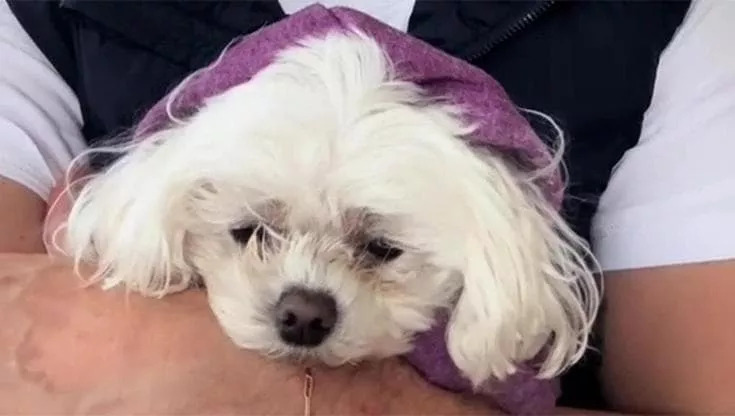 Maltesina  di 4 anni condannata all’eutanasia perché malata, oggi vola in prima classe: la rinascita della cagnolina salvata da un veterinario