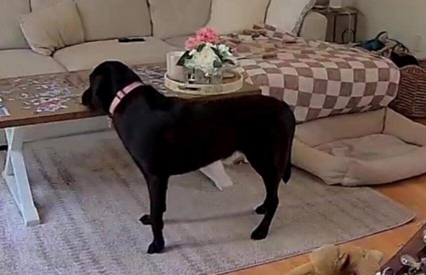 Una distrazione di pochi secondi e il cane entra in ascensore da solo: padroni nel panico, ma tutto si risolve con un video virale.