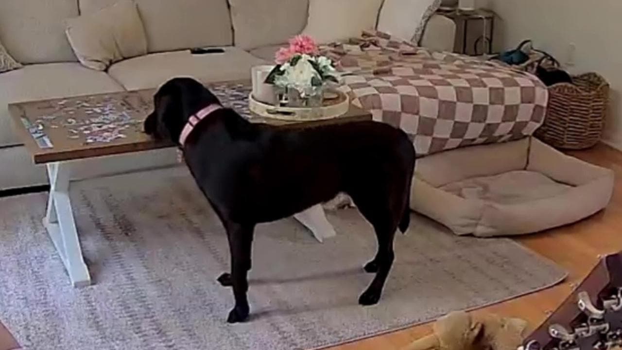 Una distrazione di pochi secondi e il cane entra in ascensore da solo: padroni nel panico, ma tutto si risolve con un video virale.