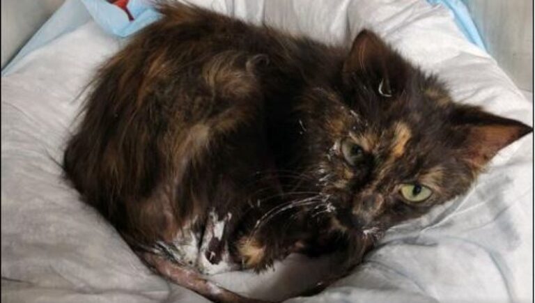 Un cane ha rischiato la vita per salvare un gatto caduto in un canale: l'animale ha resistito anche ai graffi pur di portarlo in salvo.