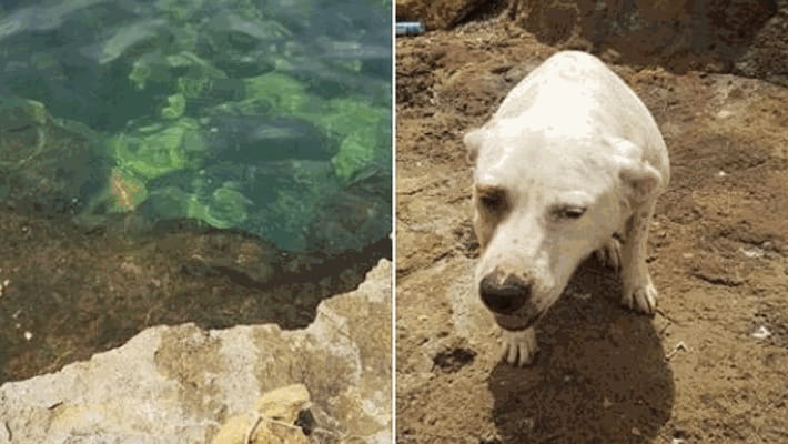 Solo, spaventato e infreddolito: cane salvato in mare aperto, nessuno lo ha cercato
