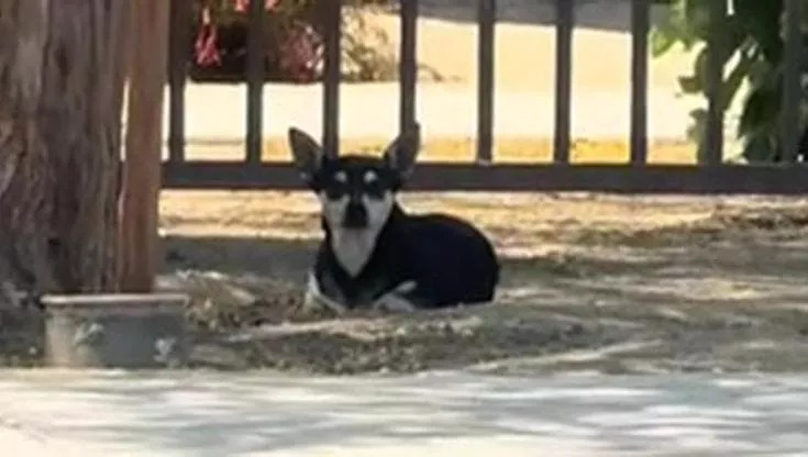 Coachella, la cagnolina abbandonata che ha atteso invano chi l’aveva lasciata,  ha mangiato la terra per sopravvivere