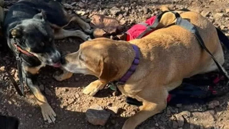 Spike e Snickers dispersi per quattro giorni, i due cani eroi sopravvissuti nel deserto: “Non si sono mai lasciati”