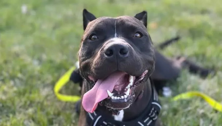 Ozzy, salvato un minuto prima dell’eutanasia: il cane nero “invisibile” ora vive felice con quattro gatti