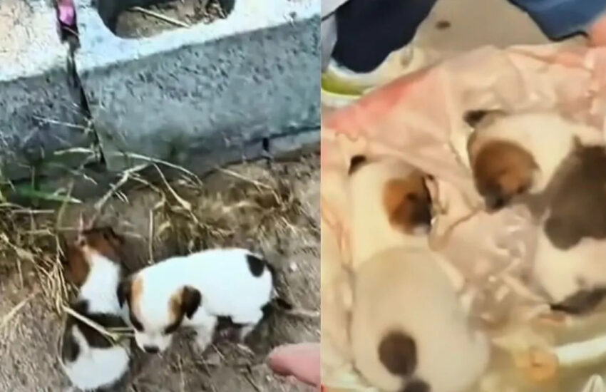 Trovato vicino a un fiume mentre urlava accanto al fratello senza vita, ora è salvo. La sua storia è un grido d’amore e speranza.