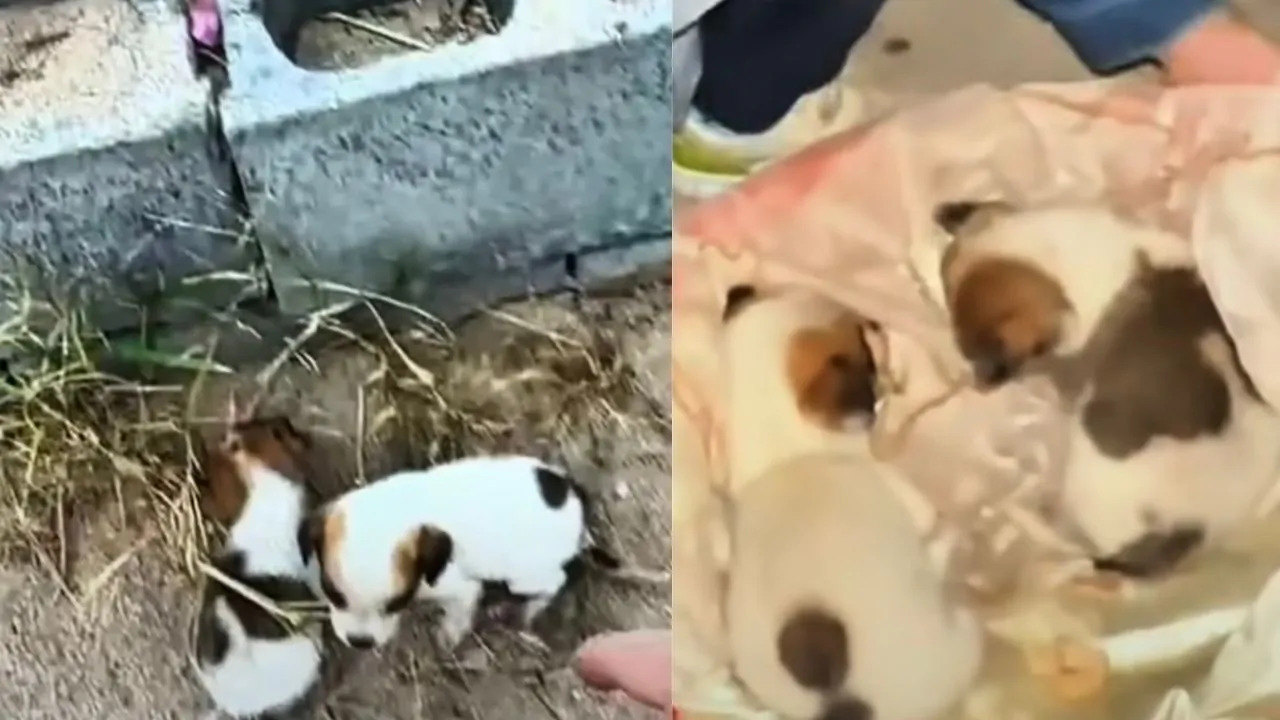 Wangcai, il cucciolo che ha vegliato il fratello morto: salvato dalla disperazione, oggi ha una casa