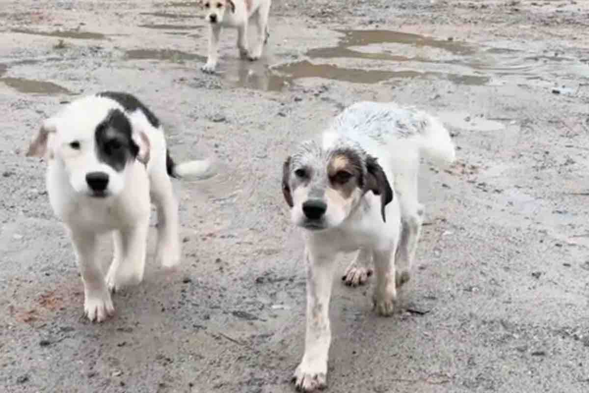 Dal bosco spuntano cinque cuccioli: l’automobilista li salva e li porta via con sé