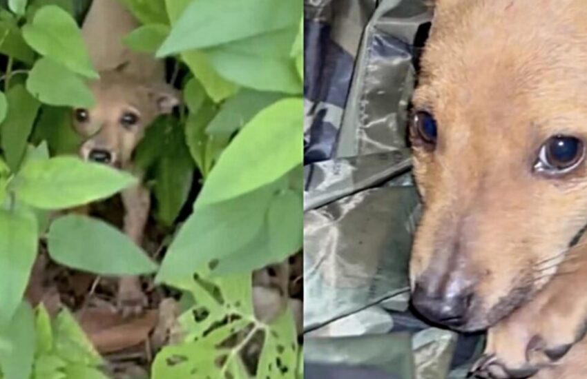 Il volontario Niall interviene dopo aver udito lamenti nella boscaglia. In due giorni, sei cani lasciati soli. I due cuccioli ora sono al sicuro.