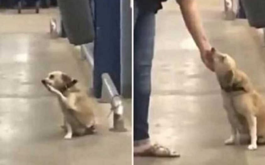 Cagnolino abbandonato davanti a un supermercato, scodinzolava in attesa che qualcuno si accorgesse di lui