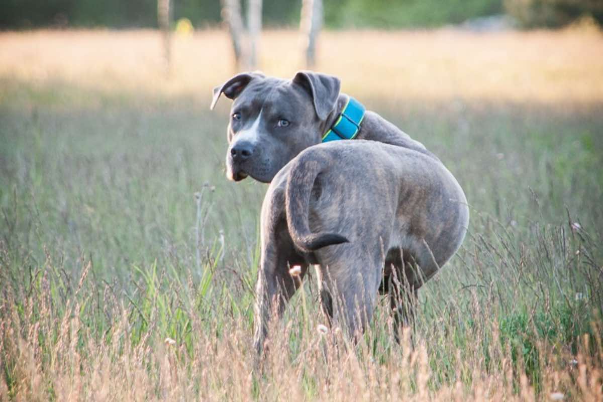 Rapisce un Amstaff per usarlo nei crimini, ma il cane lo tradisce: arrestato 25enne