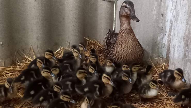 L’anatra dal cuore d’oro: adotta tutti gli anatroccoli rimasti orfani