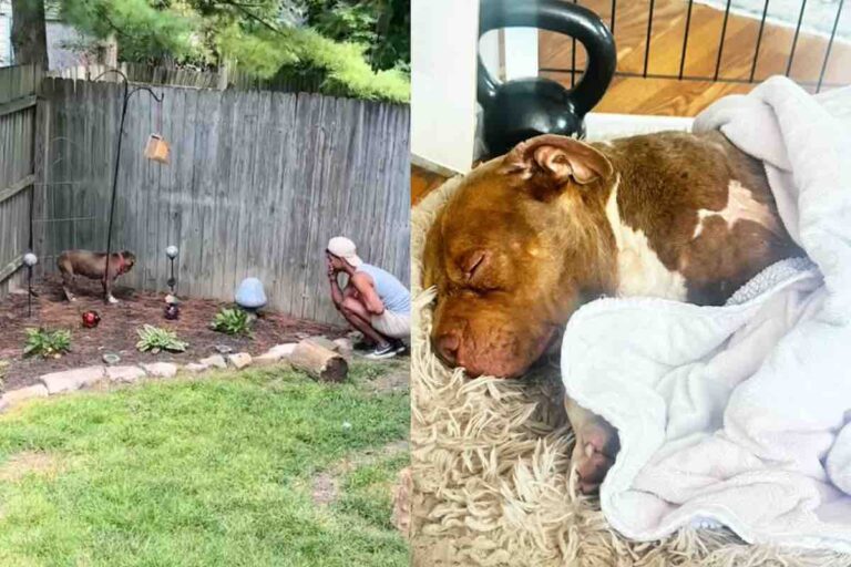 Una coppia rientra dalle ferie e trova un cane terrorizzato nel cortile. Oggi Mr. Big Baby è parte della famiglia e ha ritrovato la felicità.