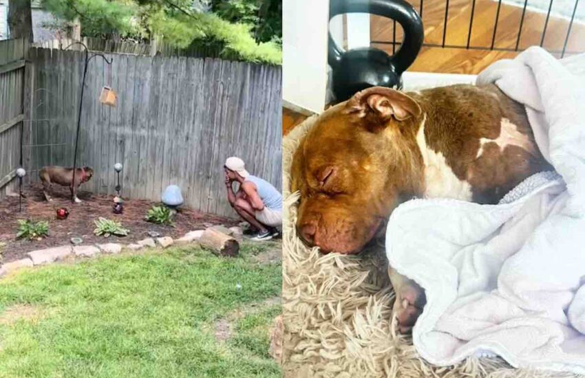 Una coppia rientra dalle ferie e trova un cane terrorizzato nel cortile. Oggi Mr. Big Baby è parte della famiglia e ha ritrovato la felicità.
