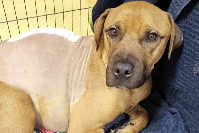 Dopo essere precipitato da una finestra e rimasto paralizzato, un cane di soli due anni è stato rifiutato dalla sua famiglia. Ora cerca un nuovo inizio.